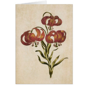 Cartão Vintage Botanical Floral Mountain Lily