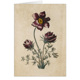 Cartão Vintage Botanical Floral Pasque Ilustração