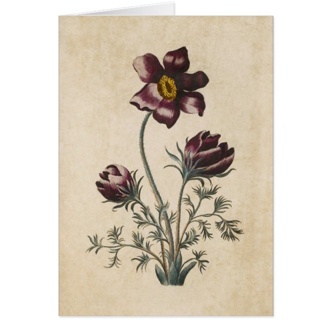 Cartão Vintage Botanical Floral Pasque Ilustração (Frente)
