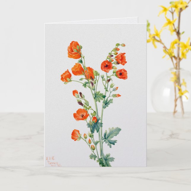 Cartão Vintage Desert Globemallow Botanical Illustration (Flor Amarela)