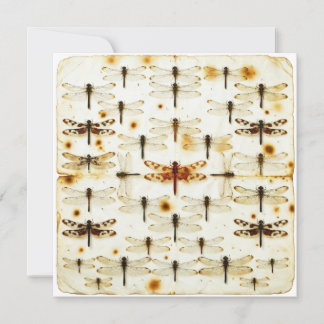 Cartão Vintage Dragonfly Garden Dragonflies Bugs Insects