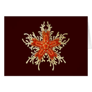 Cartão Vintage Ernst Haeckel