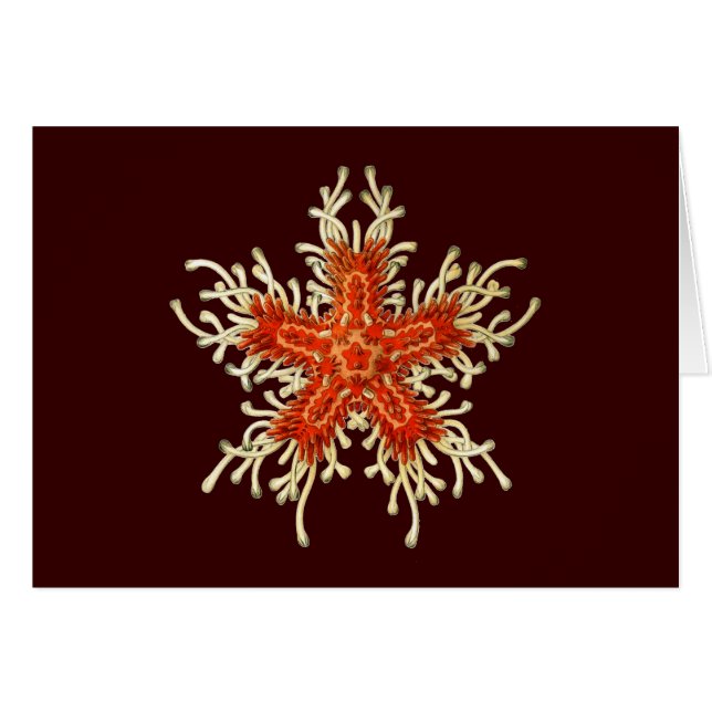 Cartão Vintage Ernst Haeckel (Frente Horizontal)