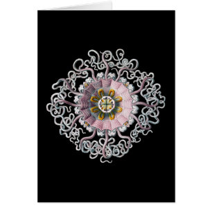 Cartão Vintage Ernst Haeckel