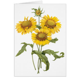 Cartão Vintage Floral Flor Flor Sunflower por Redoute