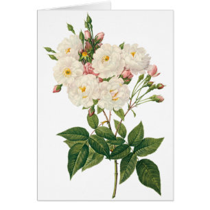 Cartão Vintage Flowers Floral Blush Noisette Redout