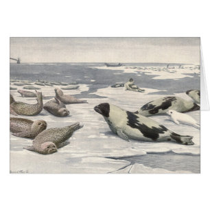Cartão Vintage Harp Seals in Artic Snow (Focos de Harp no