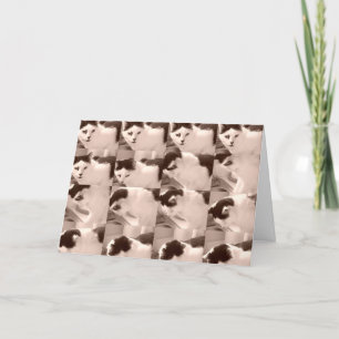 Cartão Vintage Kitty Cat/Black & White Photo