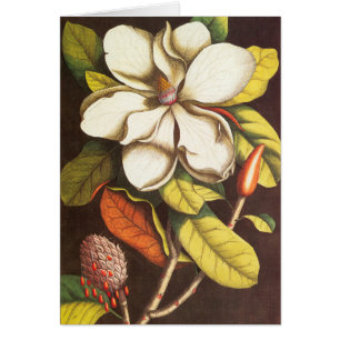 Cartão Vintage Magnolia Flowers Planta Com Sementes