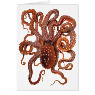 Cartão Vintage Octopus Macropus, Animais Aquáticos Marinh