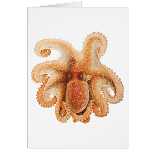 Cartão Vintage Octopus Salutii, Animais Aquáticos Marinho (Frente)