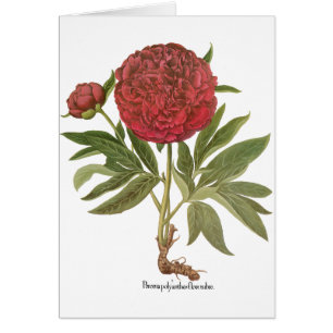 Cartão Vintage Peonies, Peony Flowers de Basilius Besler