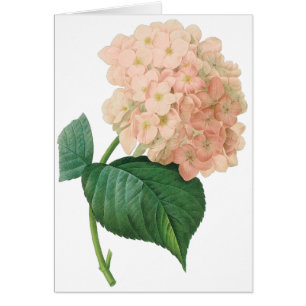 Cartão Vintage Pink Hydrangea Hortensia Flower por Redout