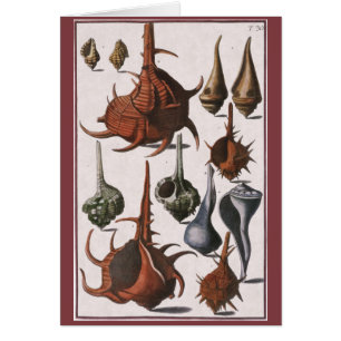 Cartão Vintage Seashells, conchas oceânicas Marinhas