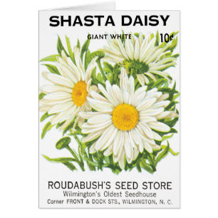 Cartão Vintage Seed Packet Art, Shasta Daisy Flowers