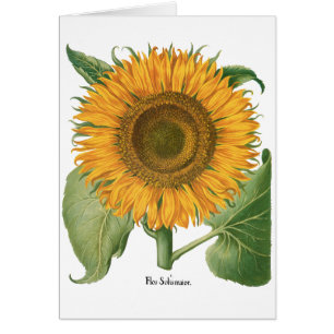 Cartão Vintage Sunflower Flower por Basilius Besler