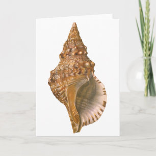 Cartão Vintage Triton Seashell Shell, Marine Ocean Animal