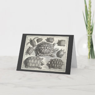 Cartão Vintage Turtle Etching