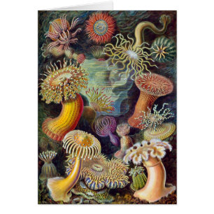 Cartão Vintage Underwater Sea Anemones por Ernst Haeckel