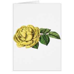Cartão Vintage Yellow Rose