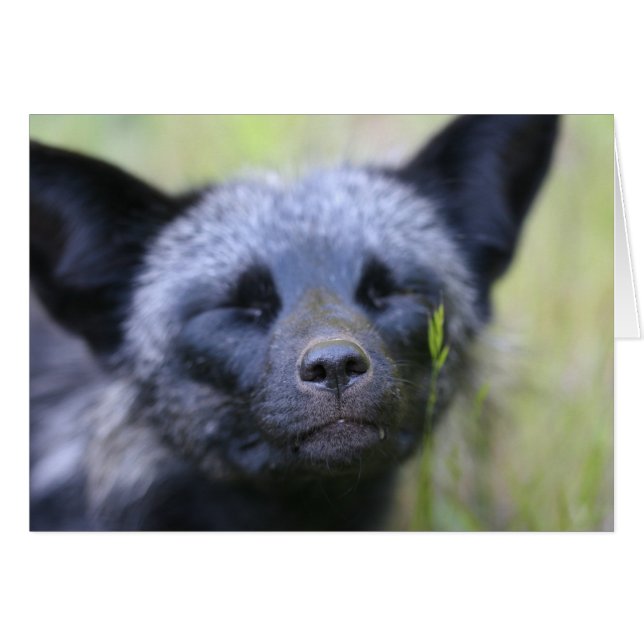 Cartão Vinte-e-um a raposa (Frente Horizontal)