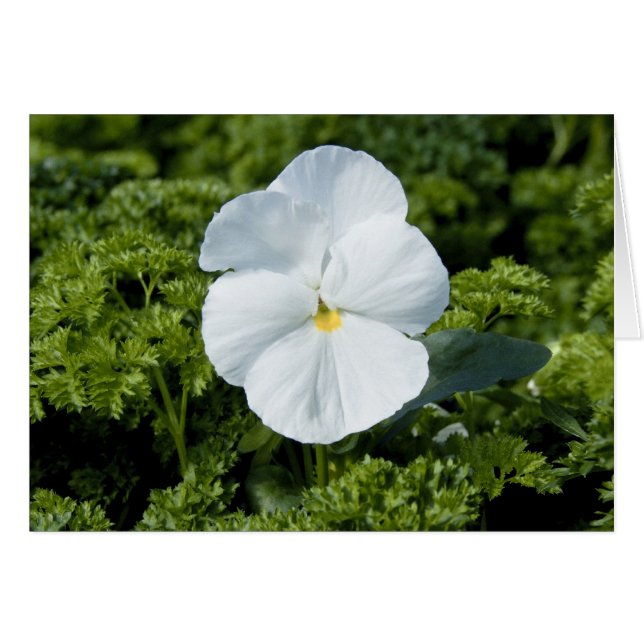 Cartão Viola Branco (Frente Horizontal)