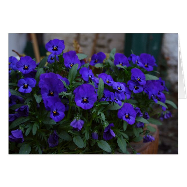 Cartão Viola wittrockiana (Frente Horizontal)