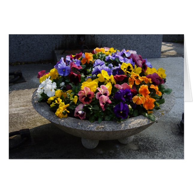 Cartão Viola wittrockiana (Frente Horizontal)