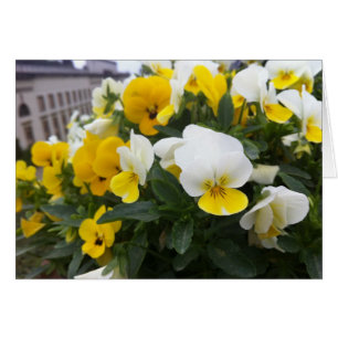 Cartão Violas no jardim de Casa de campo di Poggio um