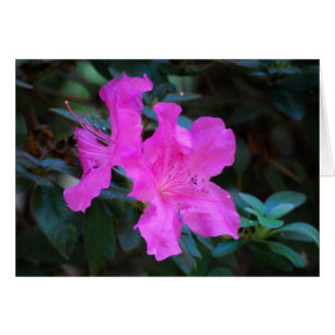 Cartão Violet Azaleas Card