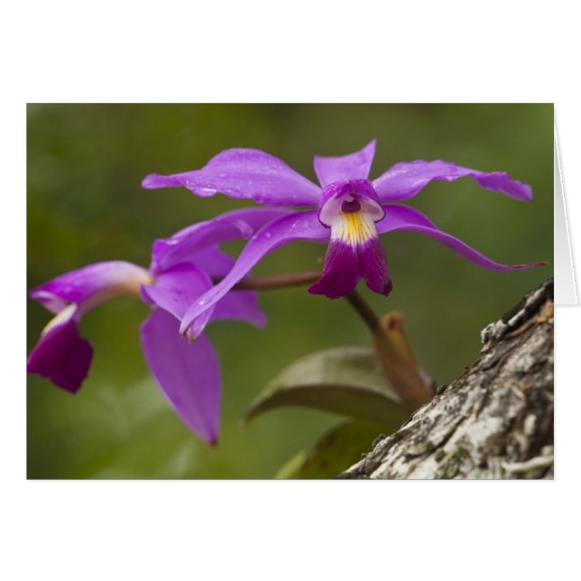 Cartão Violet Cattleya Orchid Cattleya violacea) (Frente Horizontal)