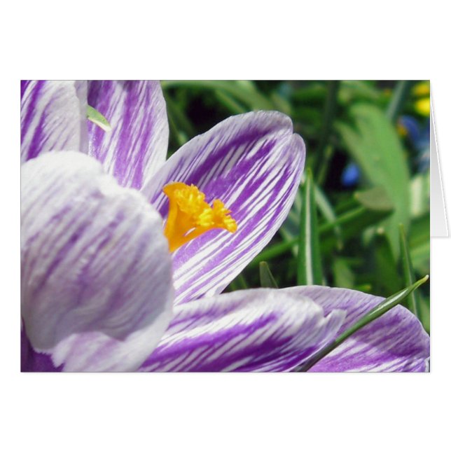 Cartão Violet primavera crocus (Frente Horizontal)