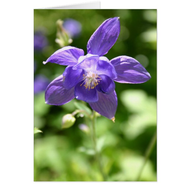 Cartão Violeta (Frente)