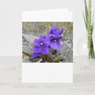 Cartão Violeta, carta