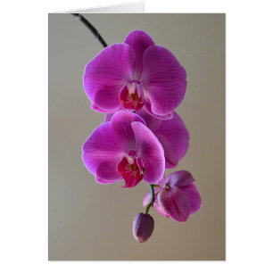 Cartão violeta da orquídea do Phalaenopsis