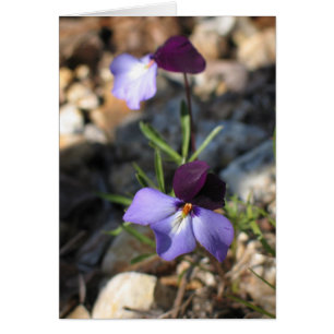 Cartão Violeta de Pé-Pássaro