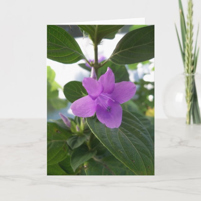 Cartão Violeta Filipina Roxa (Frente)