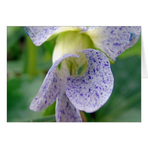 Cartão Violeta manchada