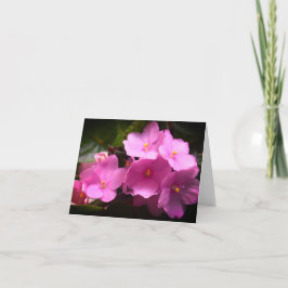 Cartão Violeta Rosa Africana Saintpaulia Flores