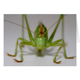 Cartão Viridissima de Tettigonia