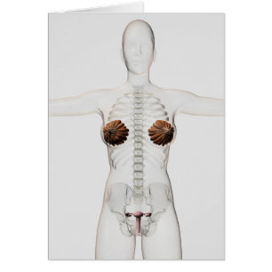 Cartão Visão 3D Do Sistema De Reprodução Feminino
