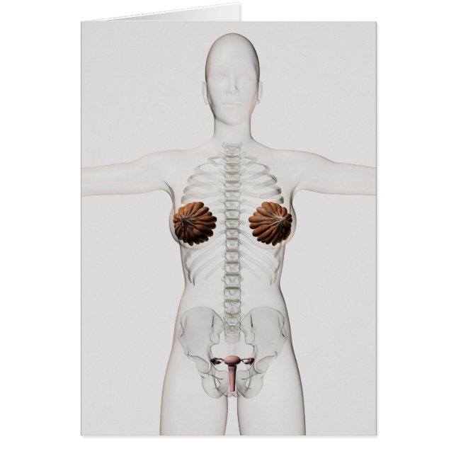 Cartão Visão 3D Do Sistema De Reprodução Feminino (Frente)