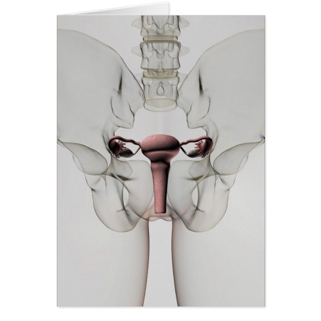 Cartão Visão 3D Do Sistema De Reprodução Feminino (Frente)
