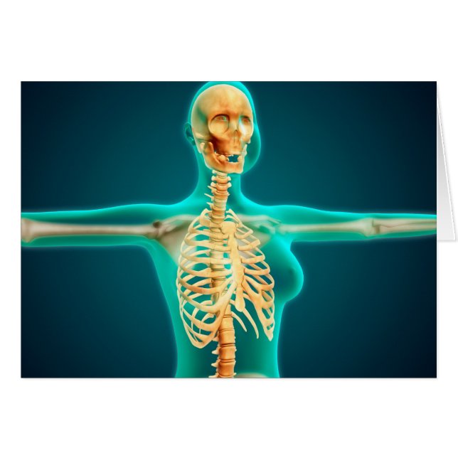 Cartão Visão De Raios X Da Corpo Superior Feminino Mostra (Frente Horizontal)
