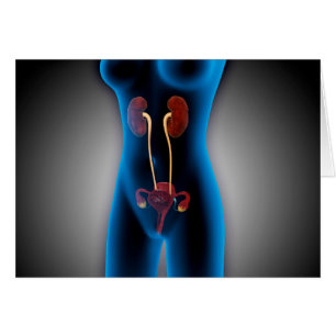 Cartão Visão De Raios X Do Corpo Feminino Com Reprodução