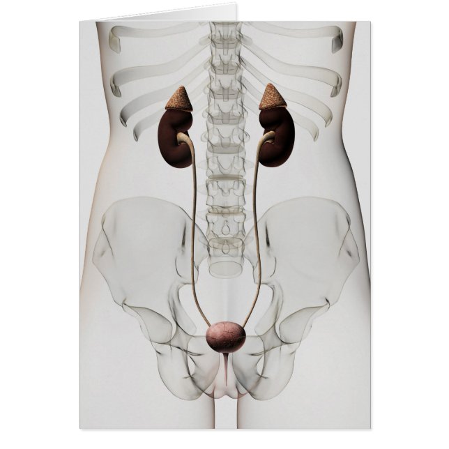 Cartão Visão Dimensional Do Sistema Urinário Feminino (Frente)