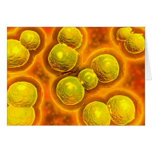 Cartão Visão Microscópica Da Clamídia