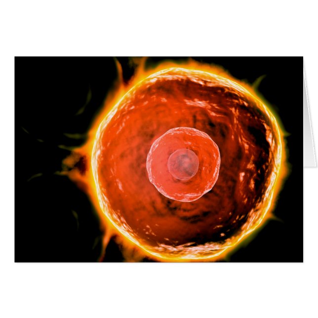 Cartão Visão Microscópica Das Células B Humanas 3 (Frente Horizontal)