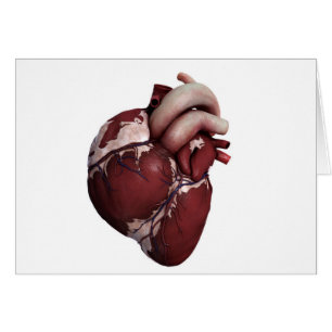 Cartão Visão Tridimensional Do Coração Humano, Frente