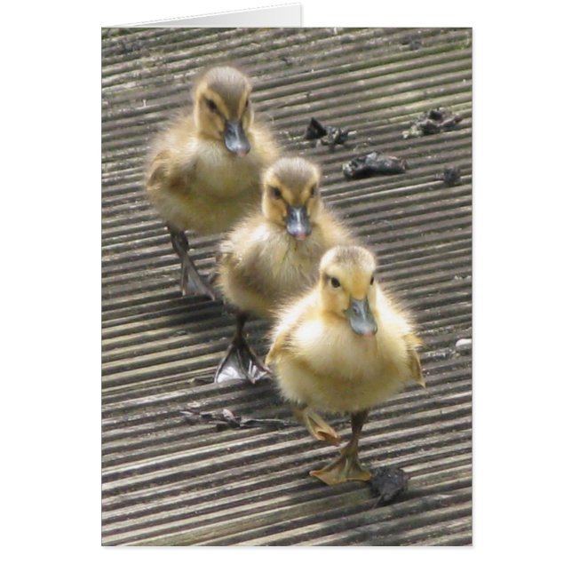 Cartão Visitantes do pato (Frente)